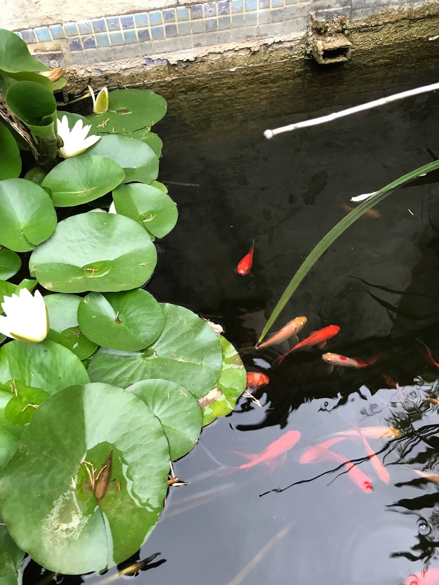 Courtyard pond with fishes